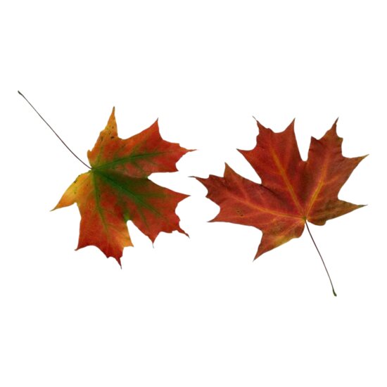 Autumn Leaves Thumbnail