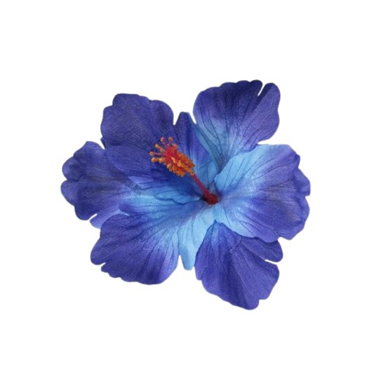 Blue Hibiscus Thumbnail