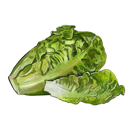 Gem Lettuce  1  Thumbnail