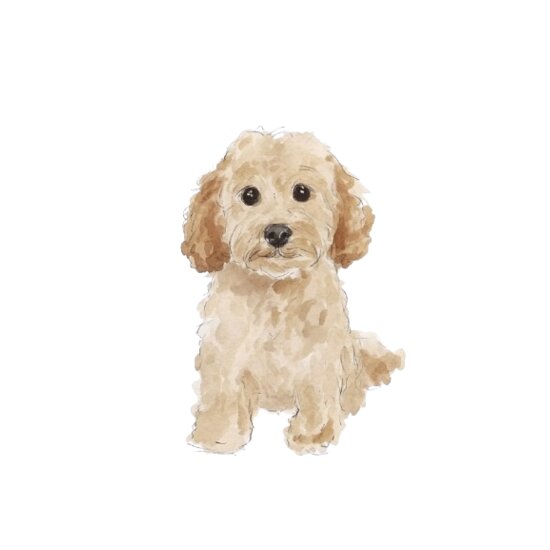 Golden Doodle Thumbnail