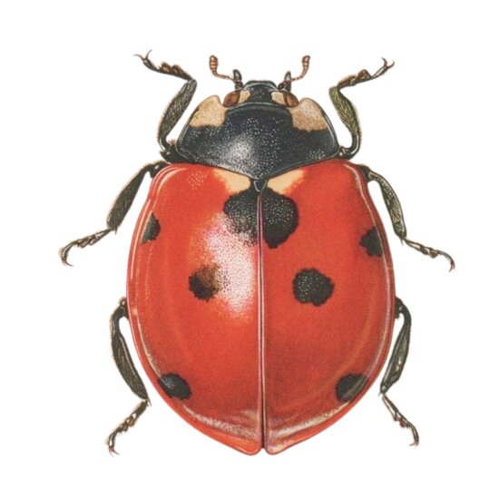 Ladybird Thumbnail