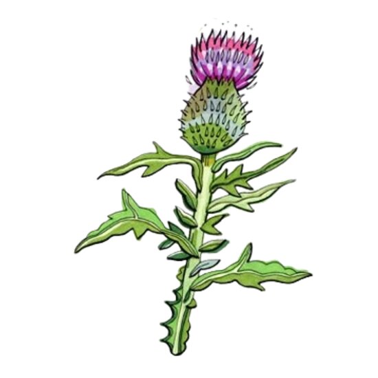 THISTLE Thumbnail